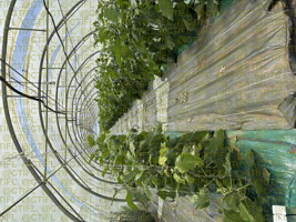 Thrips sur culture d'aubergines sous abri
